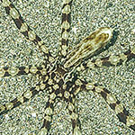 Wunderpus photogenicus